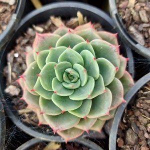 Echeveria Green Star, Echeveria 'Green Star' in GardenTags plant